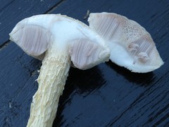 Austroboletus subflavidus