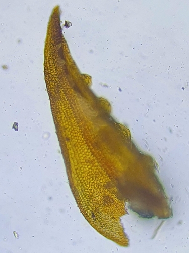 Image of Geheebia tophacea by no rights reserved