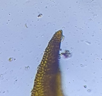 Image of Geheebia tophacea by no rights reserved