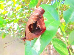 Catonephele numilia penthia