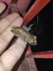 Polypedates himalayensis