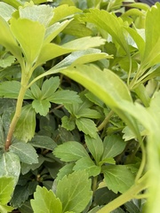 Pachysandra