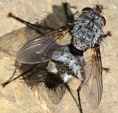 Rhamphina rectirostris