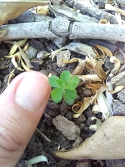 Euphorbia peplus