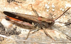 Omocestus raymondi
