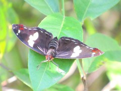 Catonephele numilia penthia