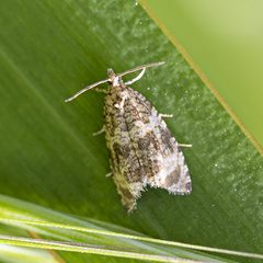 Syricoris