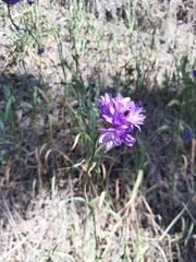 Dichelostemma