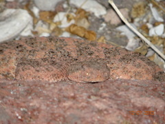 Crotalus mitchellii