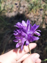 Dichelostemma