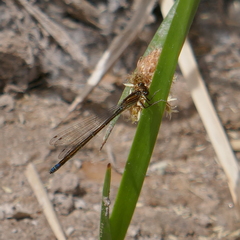 Ischnura denticollis