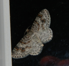 Hydrelia lucata