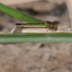 Ischnura denticollis