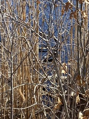 Chrysemys picta picta