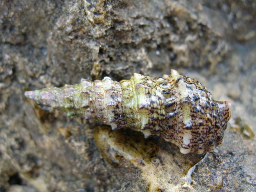 Horn Shell