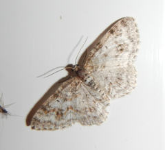 Hydrelia lucata