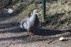 Columba livia domestica