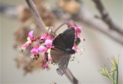 Erynnis brizo brizo