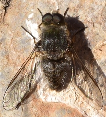 Cononedys scutellata