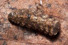 Meligramma triangulifera