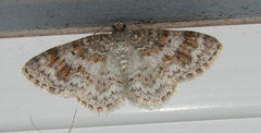 Hydrelia lucata