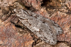 Semioscopis avellanella