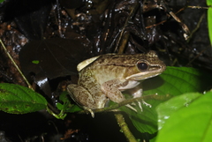 Lithobates maculatus