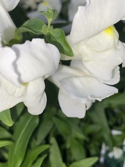 Antirrhinum majus