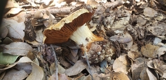 Cortinarius xanthodryophilus