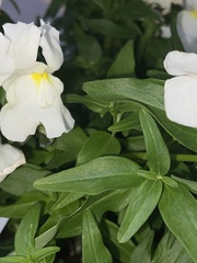 Antirrhinum majus