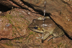 Lithobates maculatus