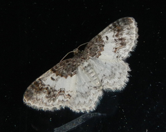 Hydrelia lucata