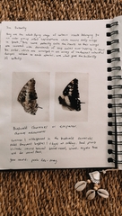 Charaxes achaemenes achaemenes