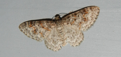 Hydrelia lucata