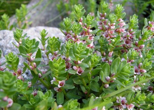 Sea Milkwort