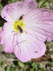 Acmaeodera neglecta neoneglecta