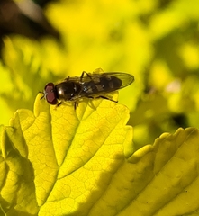 Platycheirus scutatus