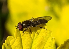 Platycheirus scutatus