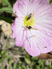 Acmaeodera neglecta neoneglecta