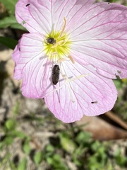 Acmaeodera neglecta neoneglecta