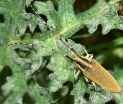 Agapanthia asphodeli