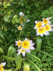 Tulipa saxatilis