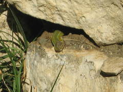 Lacerta diplochondrodes cariensis