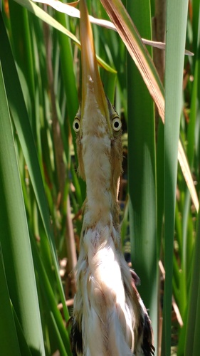 Least Bittern photographed in New York