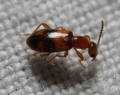 Vacusus vicinus