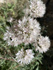 Allium marvinii