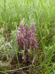 Phelipanche caesia