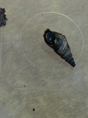 Leptoxis virgata