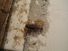 Aegaeobuthus gibbosus