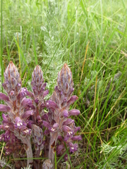 Phelipanche caesia